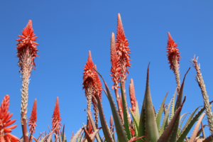 galleria fotografica nfiorescenze dell'Agave